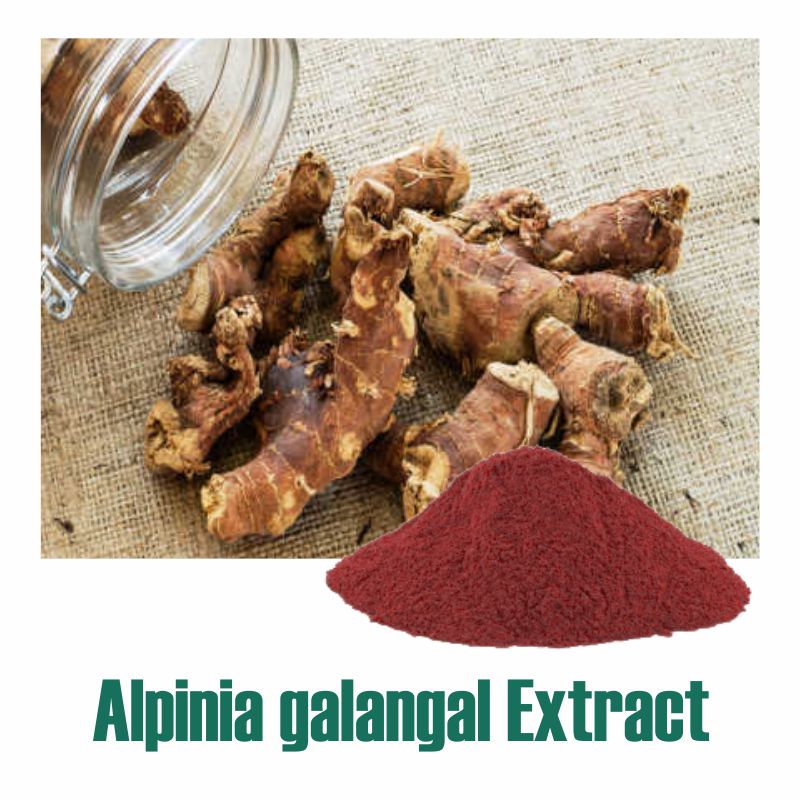 alpinia-galangal-extract-standardized-botanical-extracts-manufacturer