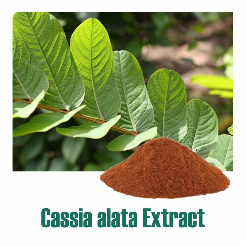 Cassia alata Extract