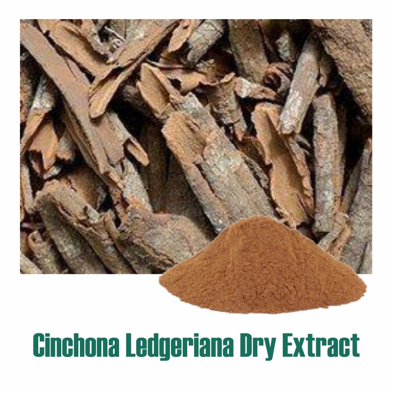 Cinchona Ledgeriana Extract