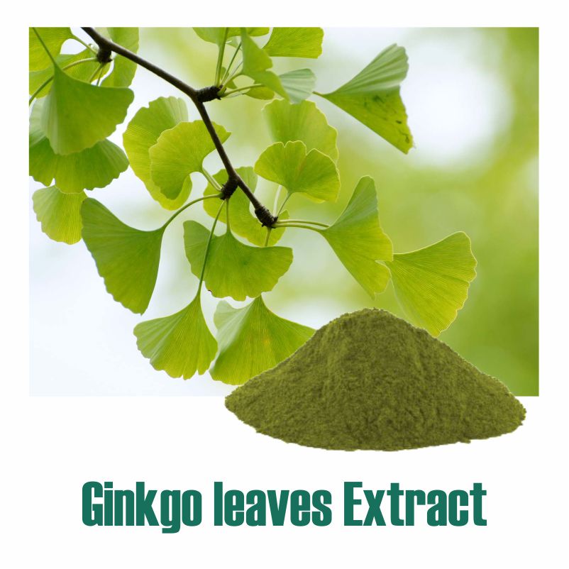 Ginkgo leaves Extract