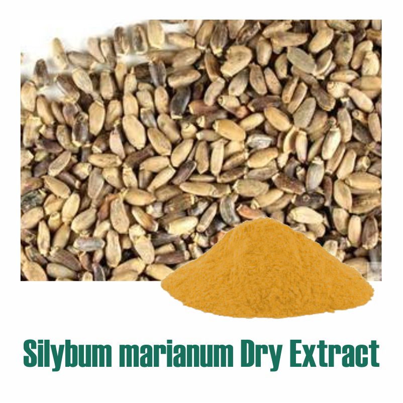 Silybum marianum Extract
