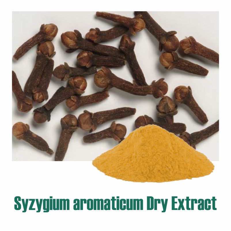 Syzygium aromaticum Extract