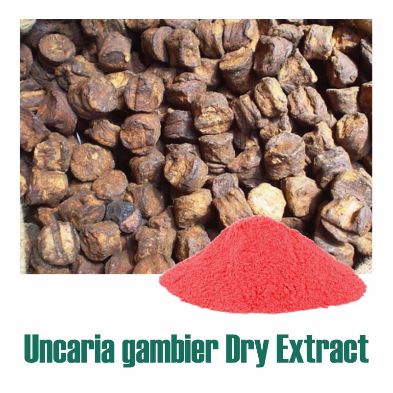 Uncaria gambier Extract