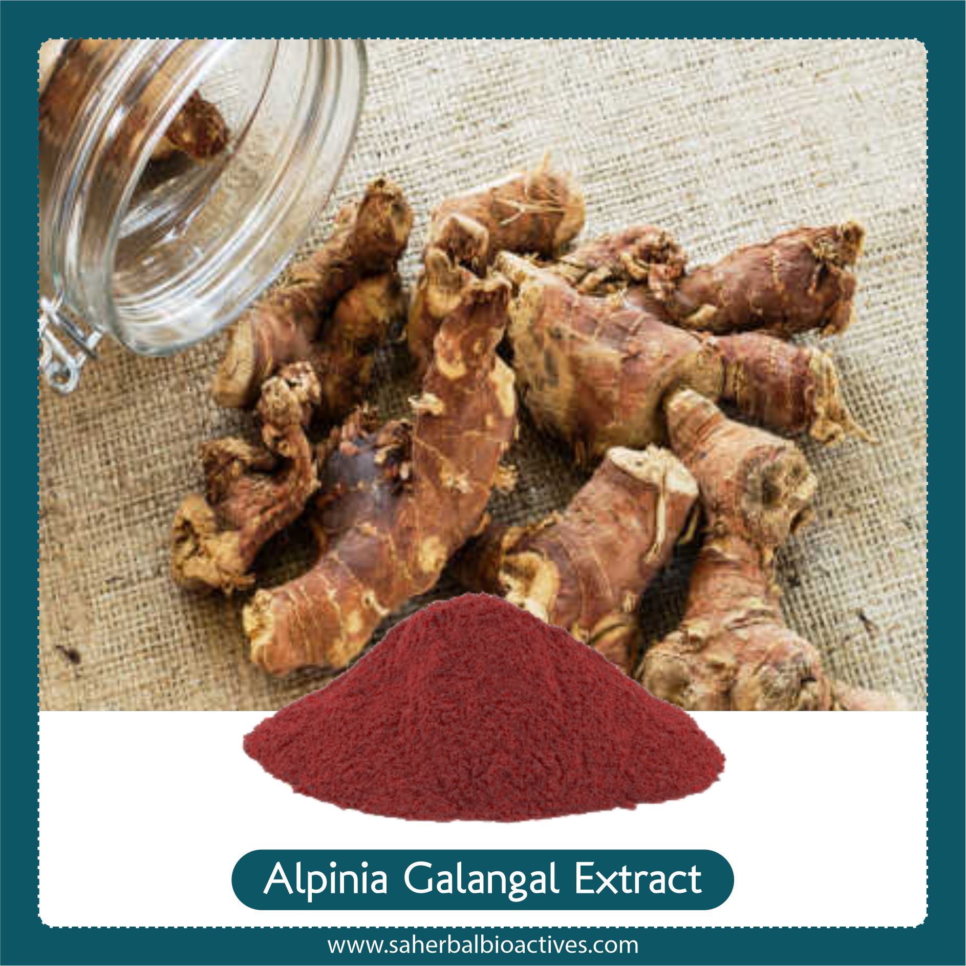 Alpinia Galangal Extract I Kulinjan extract - SA Herbal Bioactives