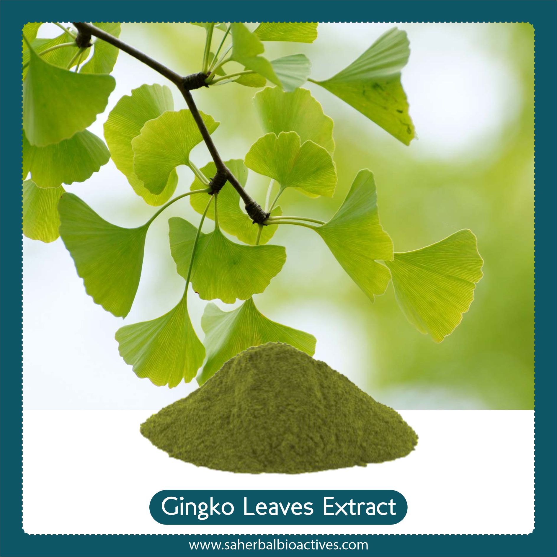 Ginkgo Biloba Extract - SA Herbal Bioactives