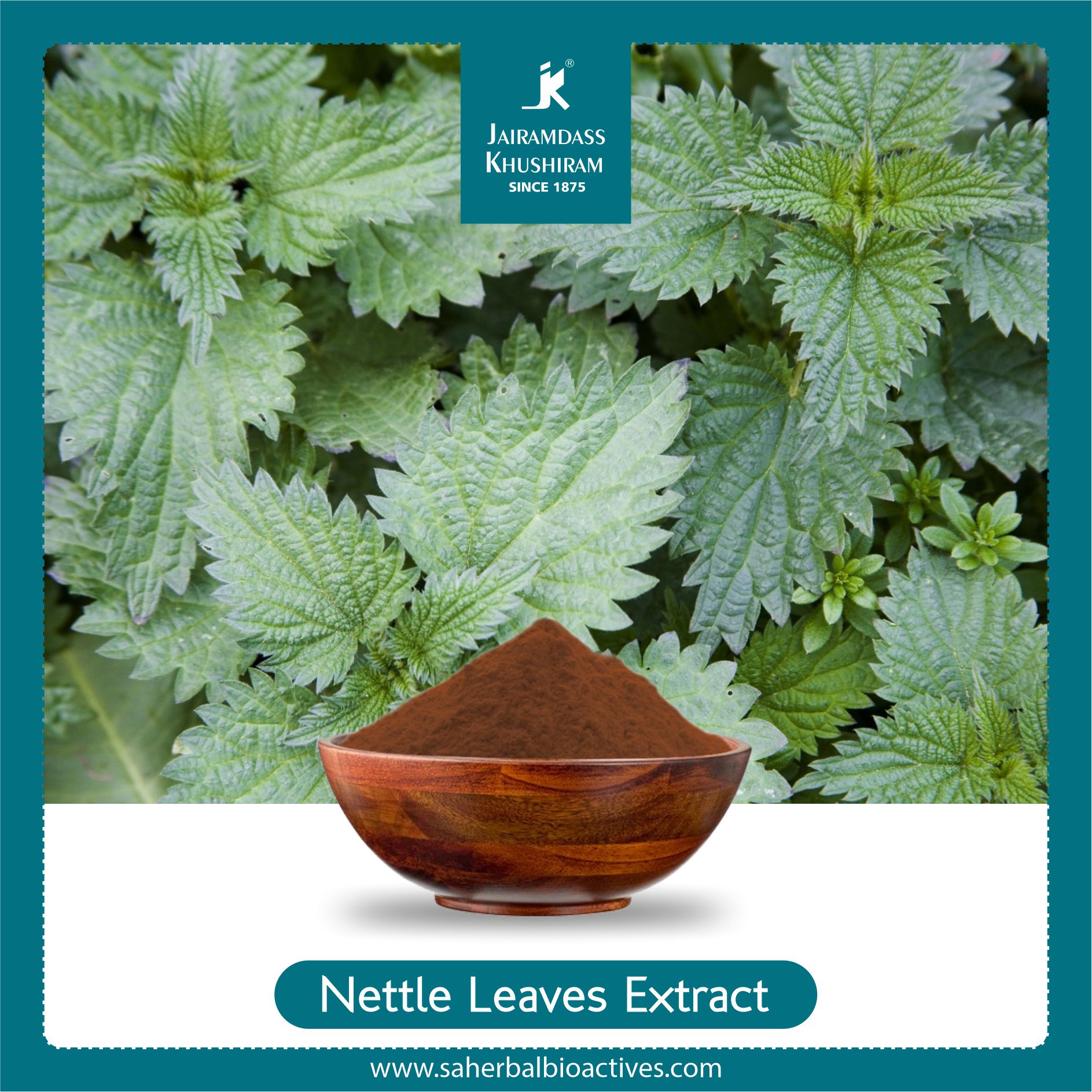 thumbnail image 2 of Maple Lifesciences Nettle Leaf Extract Powder 20:1 - Pure & High Quality Urtica Dioica - Dietary Supplement 2 of 6